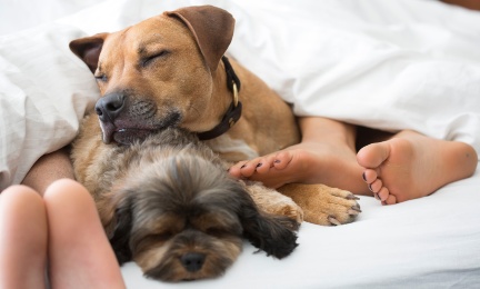 The Real Food Movement enters New Zealand preview image