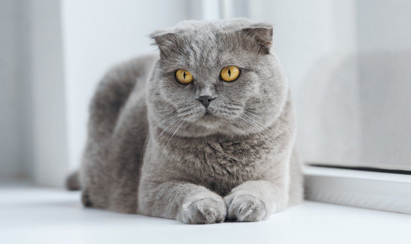 Trouble and Trix preview image