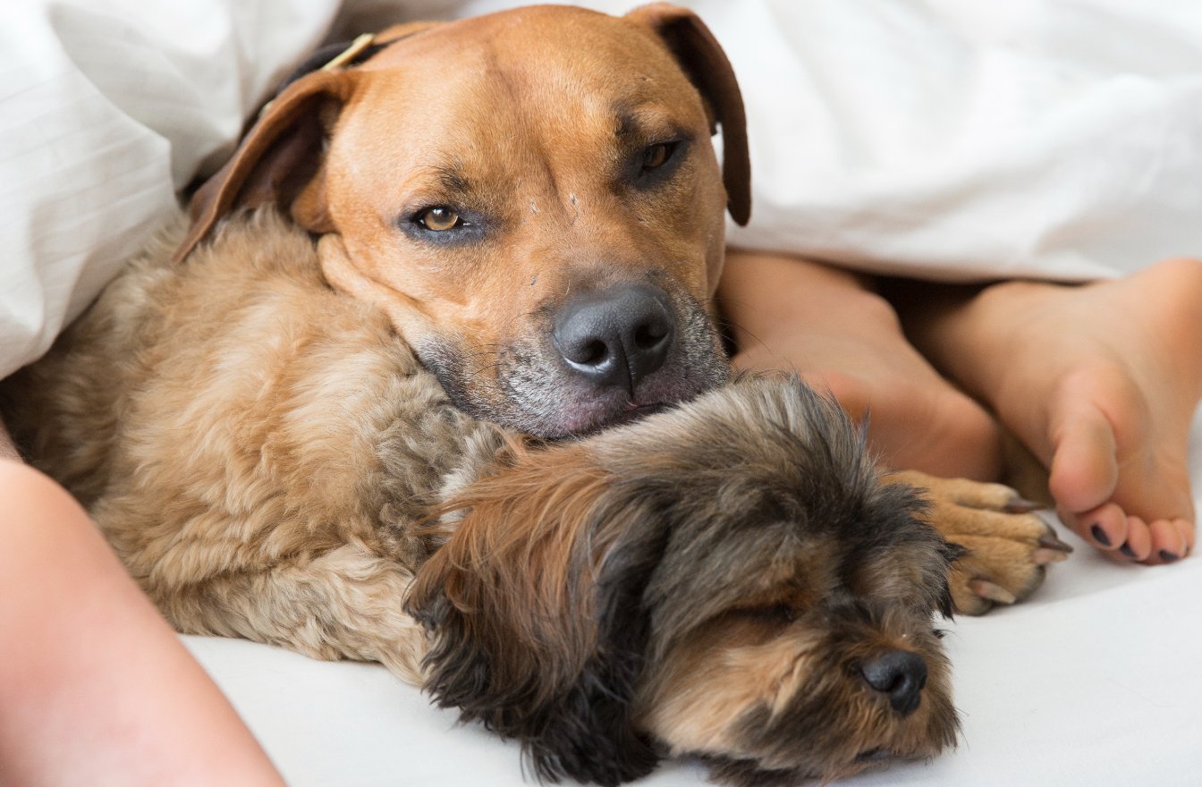 Our Brands slide image