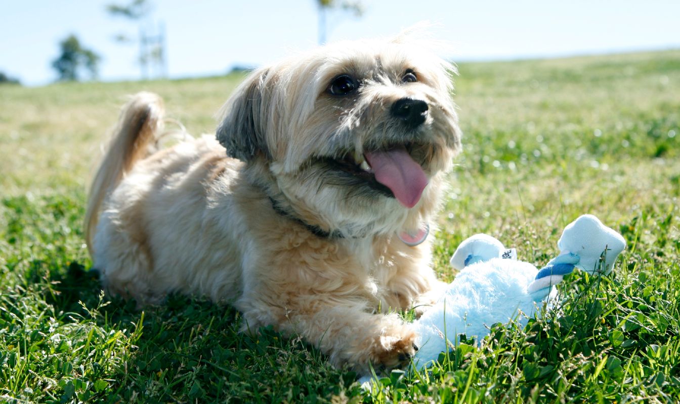 Yours Droolly preview image