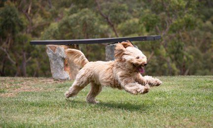 Top Sydney Vet Outlines Growing Pet Health Concerns During Pandemic preview image