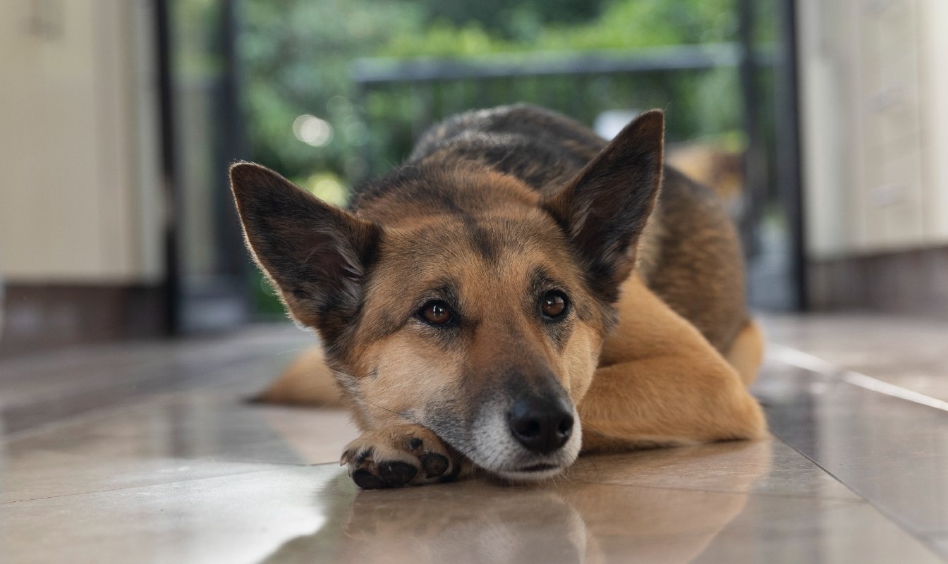 Aristopet preview image